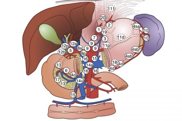 Gastric D2 LN