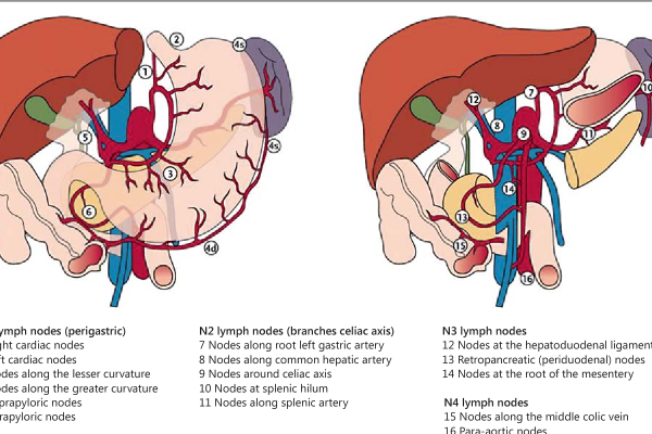 Gastric major vessels